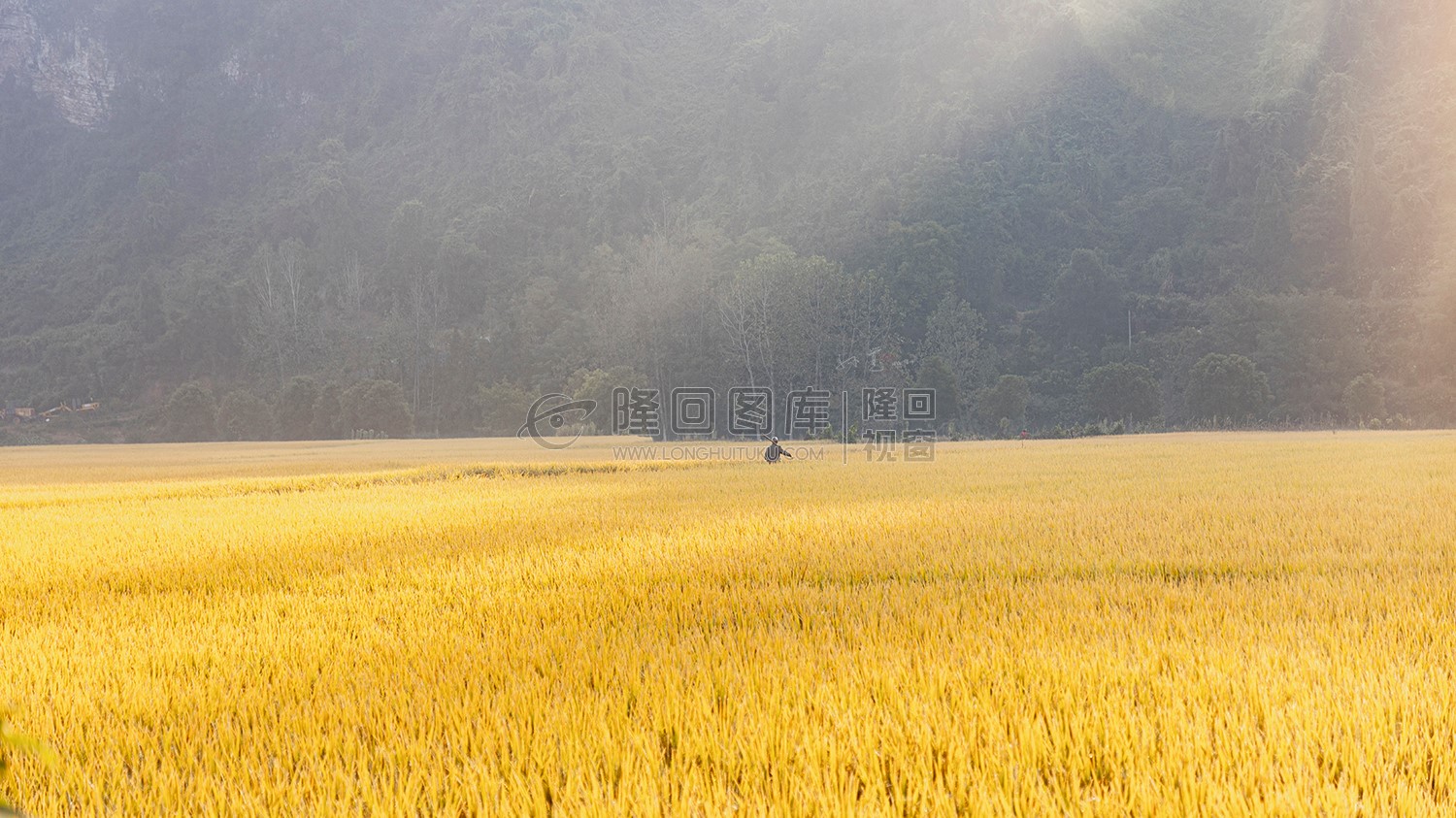 南岳庙金色稻田秋收风光
