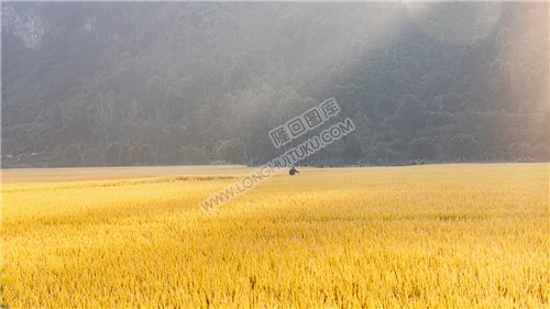 南岳庙金色稻田秋收风光