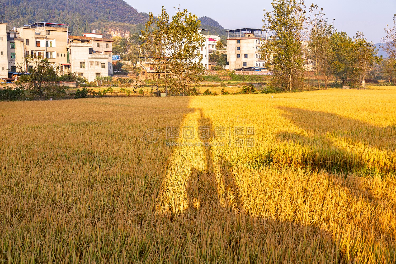 金黄稻田
