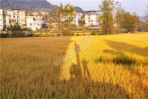 金黄稻田