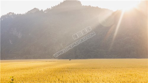 乡村稻田风光