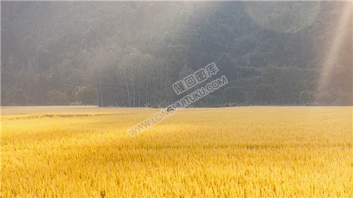 金色稻田风光