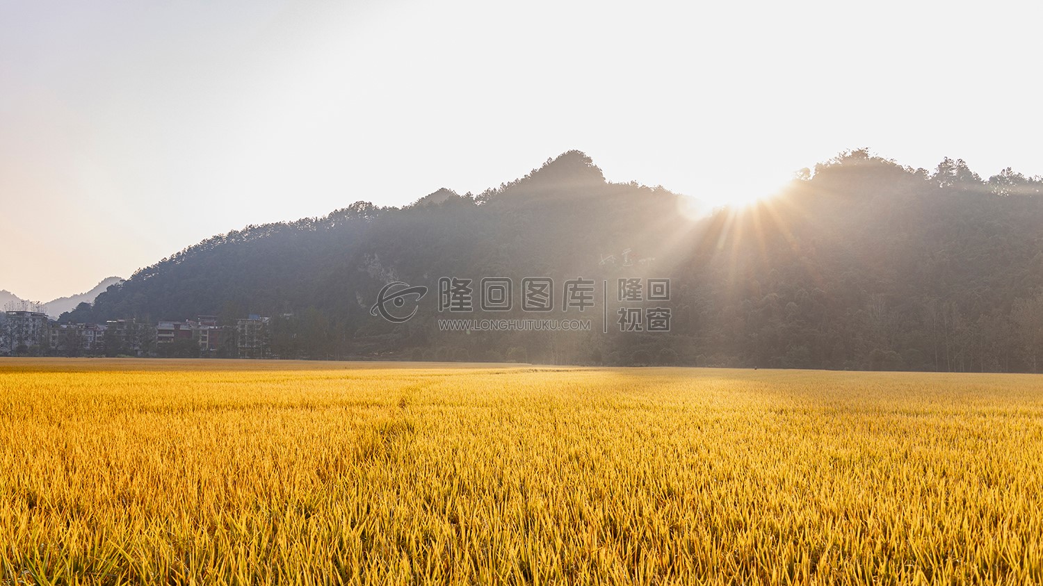 金黄稻田日出风景