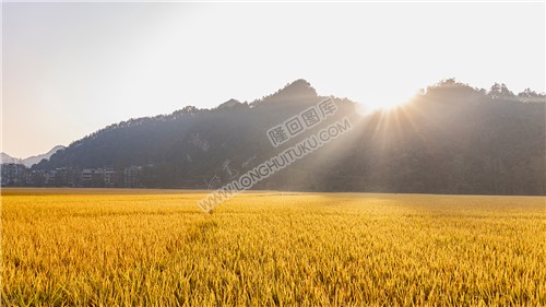 金黄稻田日出风景