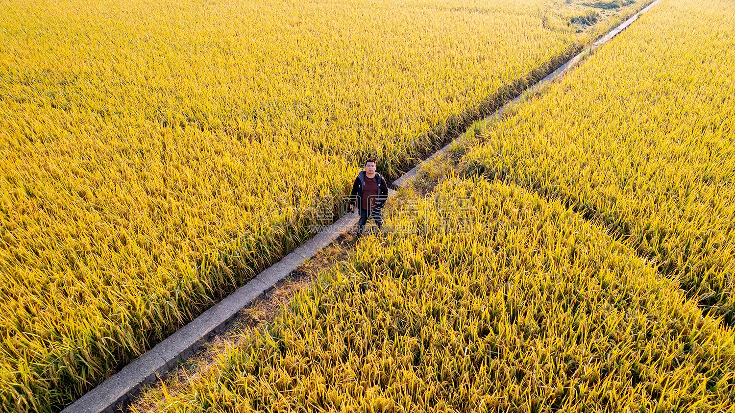 金色稻田里的田埂