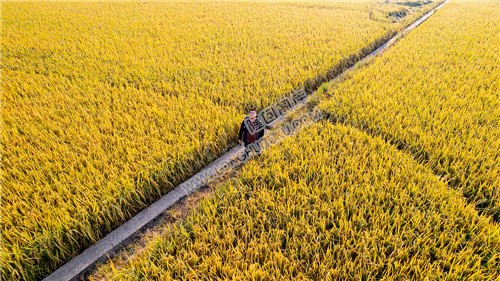 金色稻田里的田埂