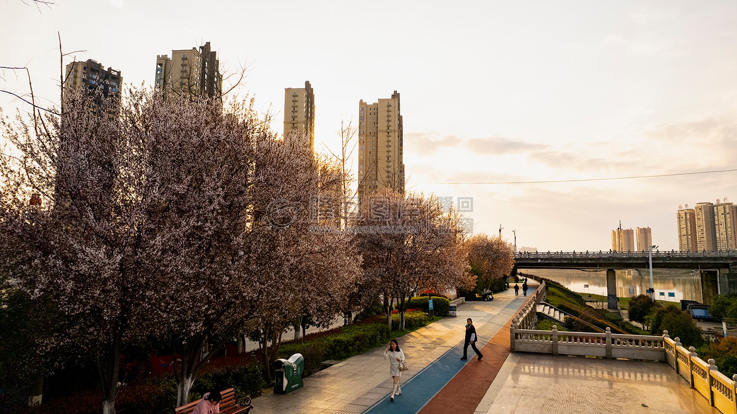 隆回大桥旁的樱花开了