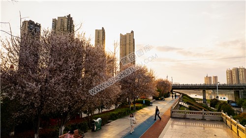 隆回大桥旁的樱花开了