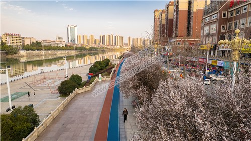 隆回河边樱花风光