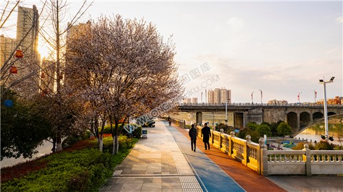 彩虹跑道旁的樱花