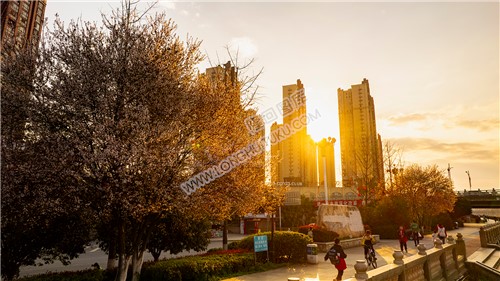 夕阳下的樱花美景