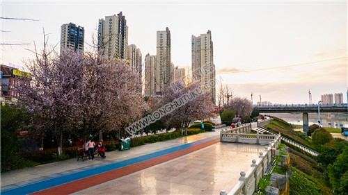 樱花树下的市民