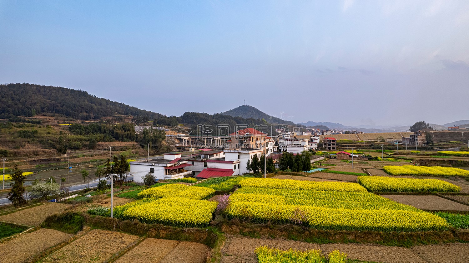 油铺里后的油菜花