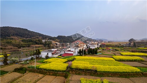 油铺里后的油菜花