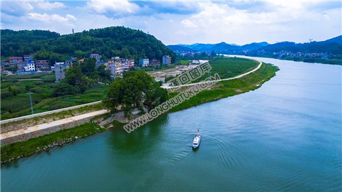 沙坪古樟树河边