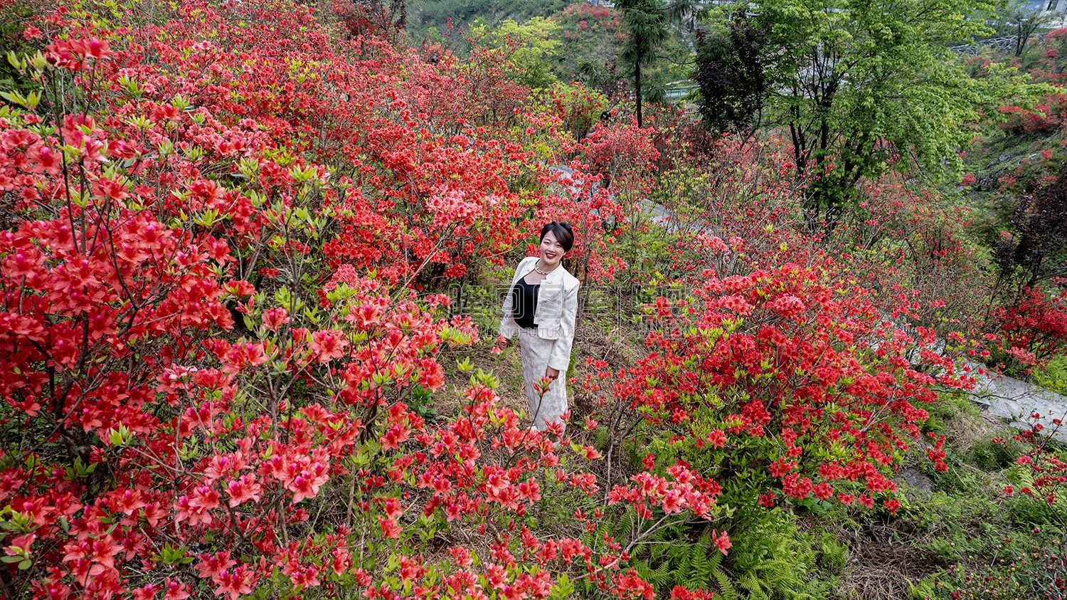 龙瑶幽谷的杜鹃花开了
