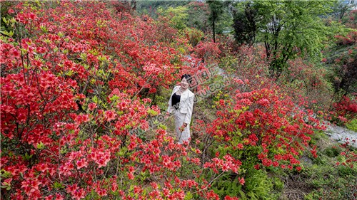 龙瑶幽谷的杜鹃花开了