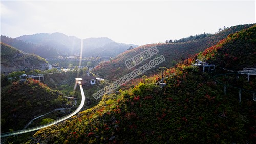 玻璃滑道旁的杜鹃花