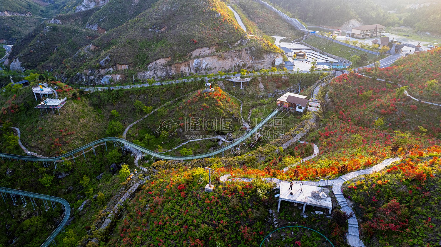 山坡上的杜鹃花