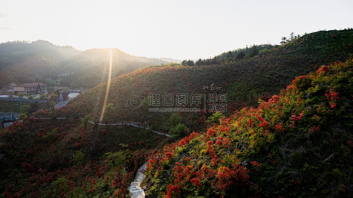 山坡上开着杜鹃花