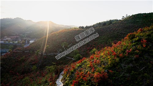 山坡上开着杜鹃花