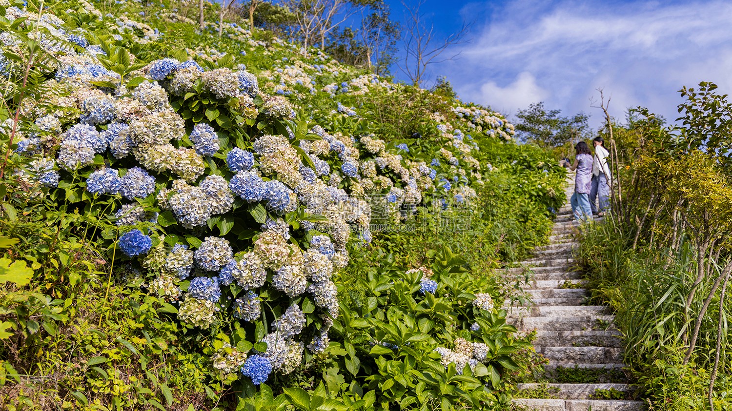 龙瑶幽谷的绣球花开了，满山坡开着