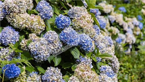 绣球花层层叠叠