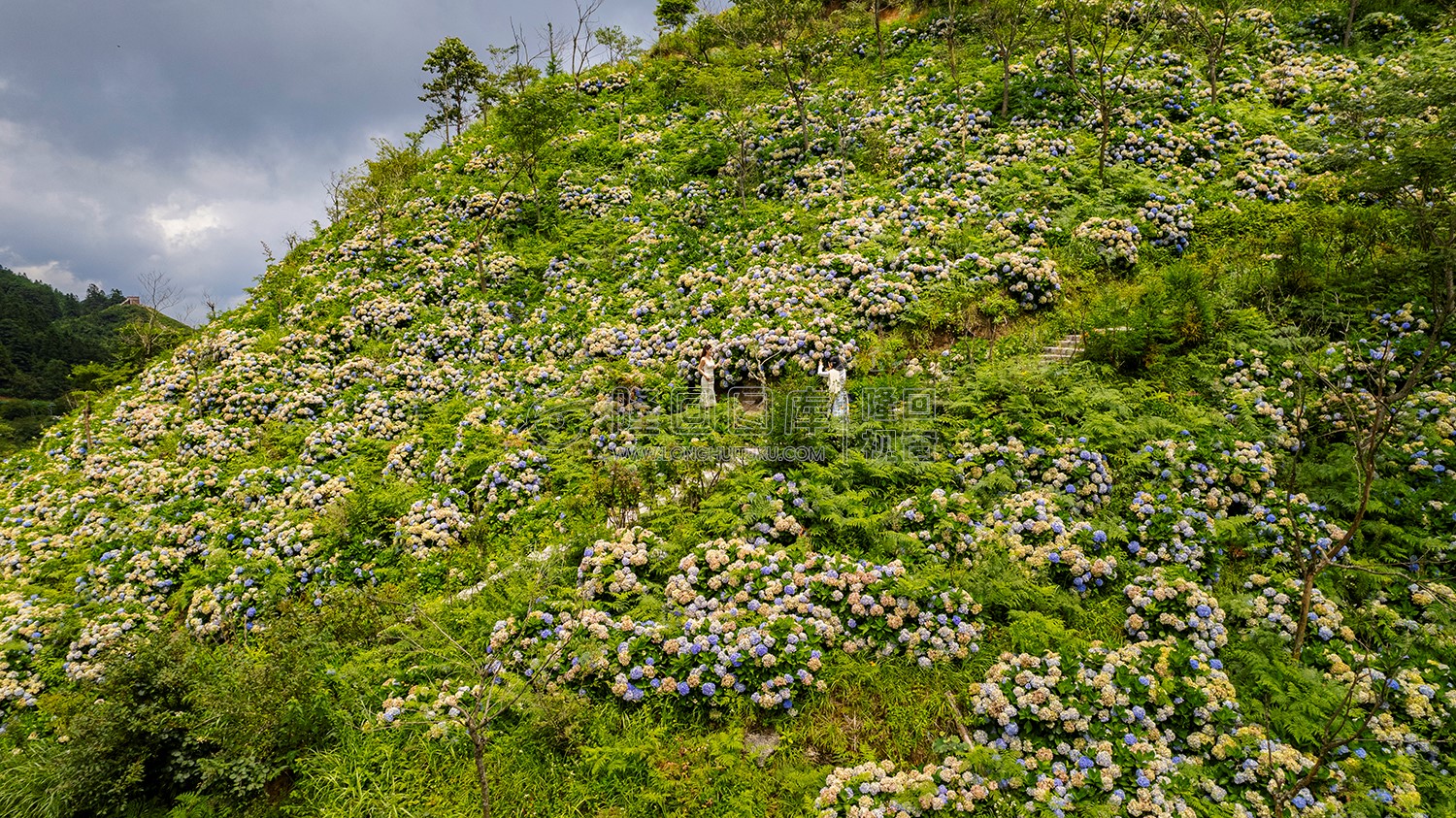绣球花满山坡开着