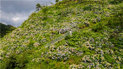 绣球花满山坡开着