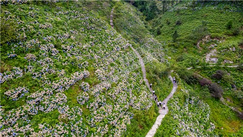 游客在观赏绣球花