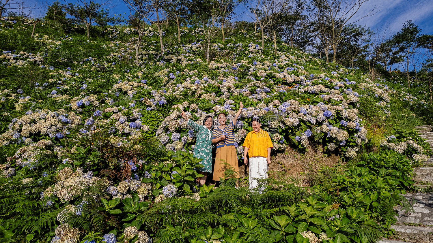 游客在绣球花中合影