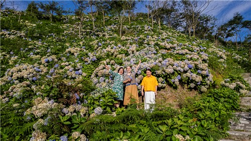 游客在绣球花中合影