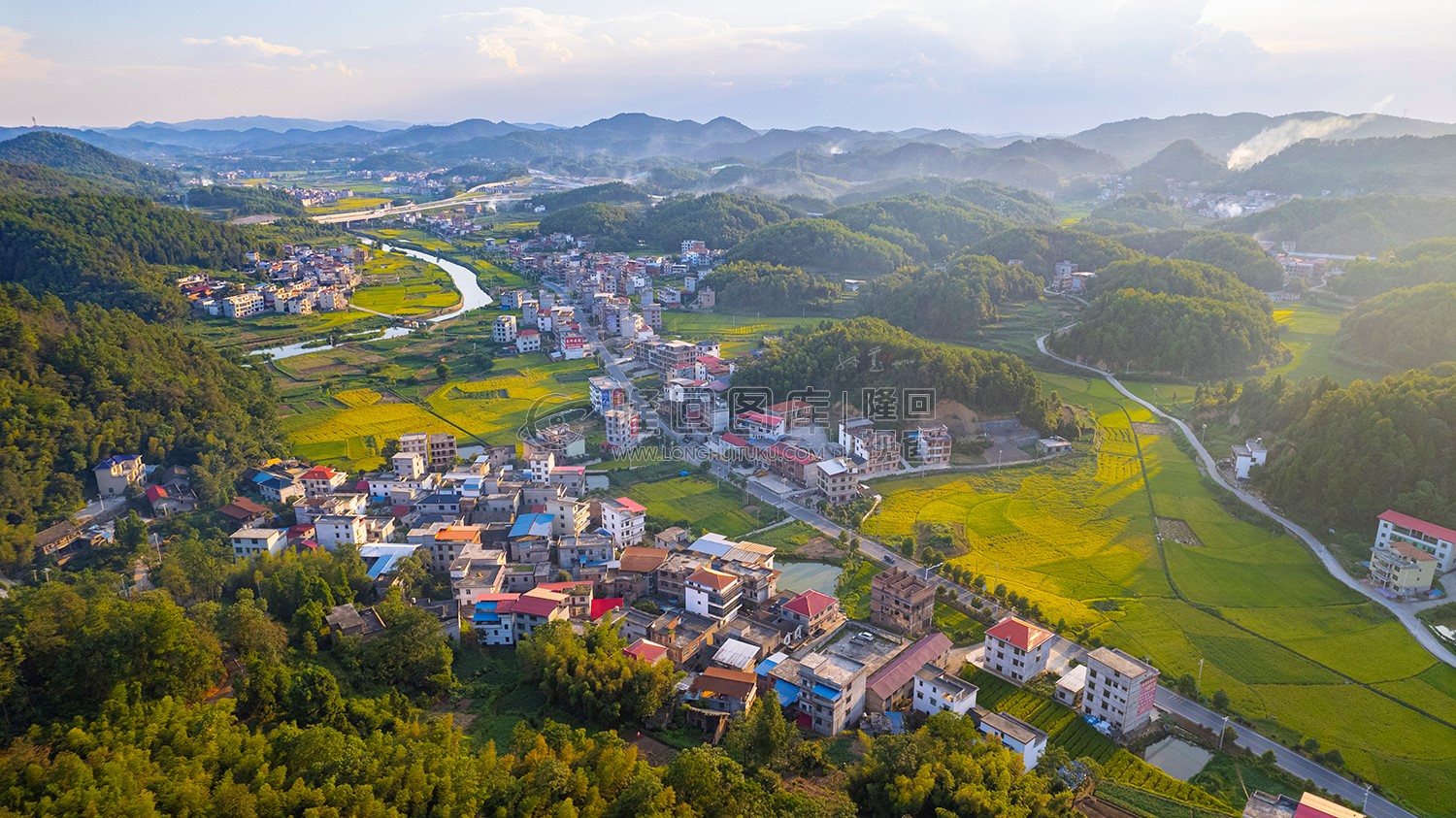 优先村的稻谷黄了