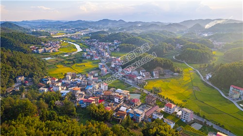 优先村的稻谷黄了