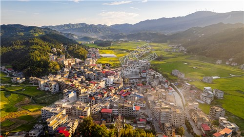 罗洪镇的秋收稻田风光