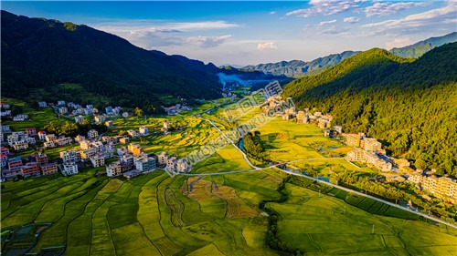 罗洪镇的秋收稻田风光