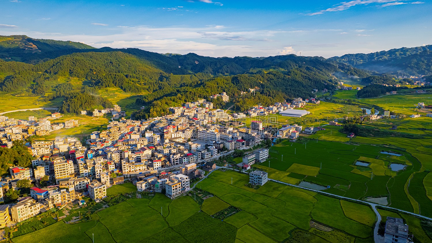 罗洪镇的秋收稻田风光