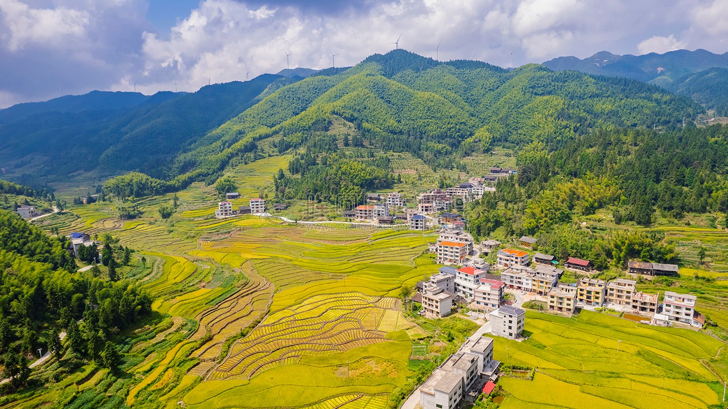 冷溪山金色稻田风光