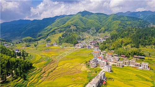 冷溪山金色稻田风光