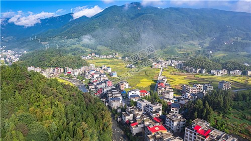 黄金井的秋收稻田风光