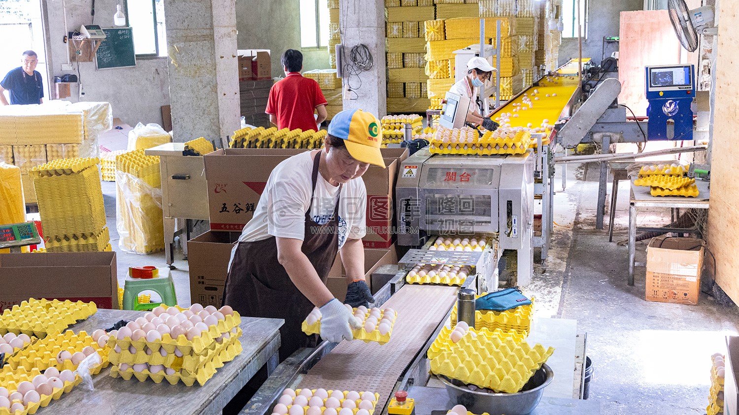 黄金井蛋鸡厂打包鸡蛋