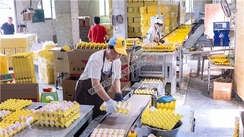 黄金井蛋鸡厂打包鸡蛋