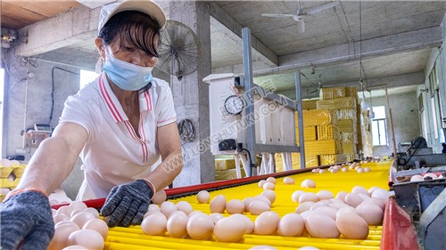 黄金井蛋鸡厂分拣鸡蛋