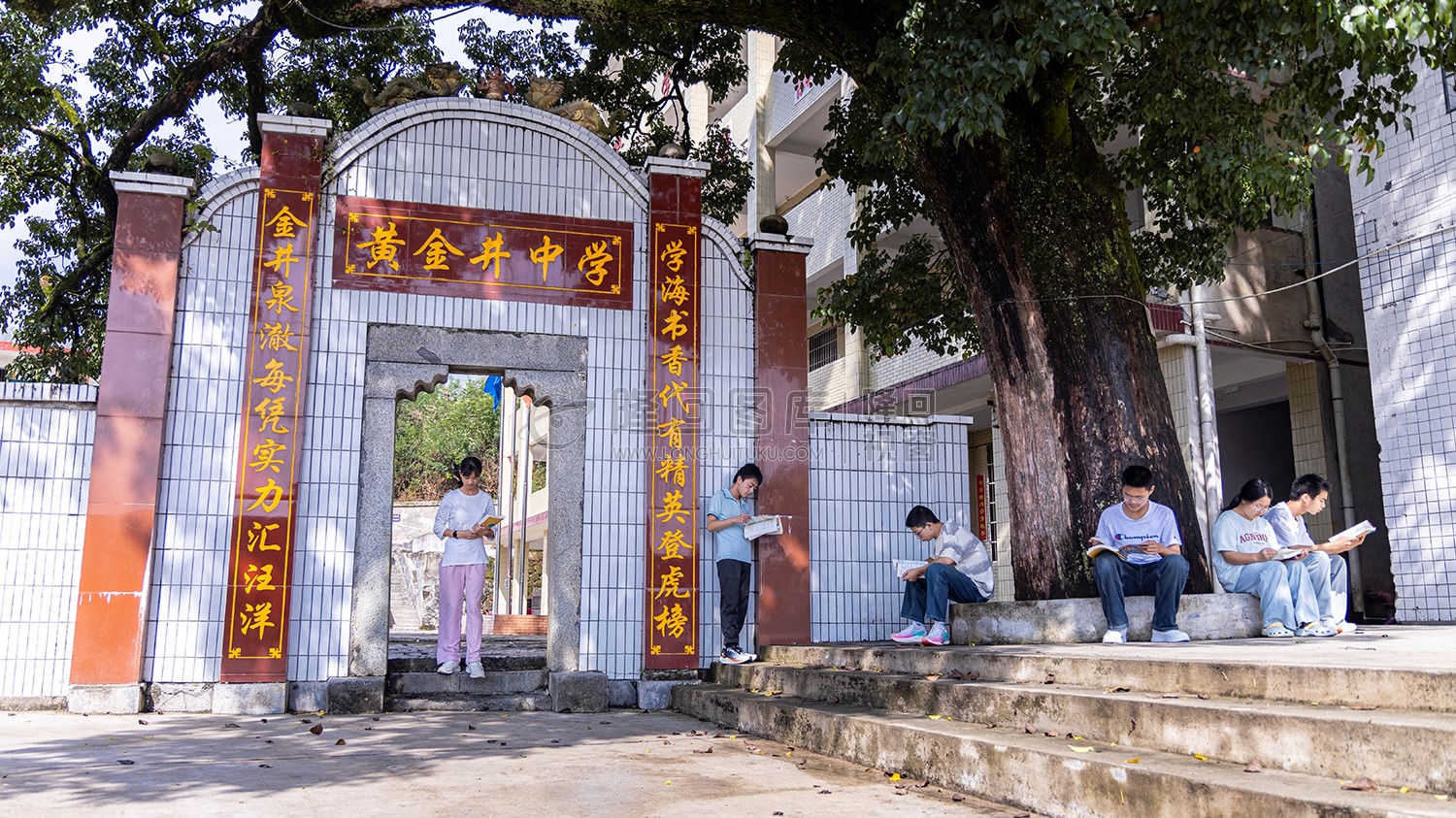 黄金井中学百年古树下的学习