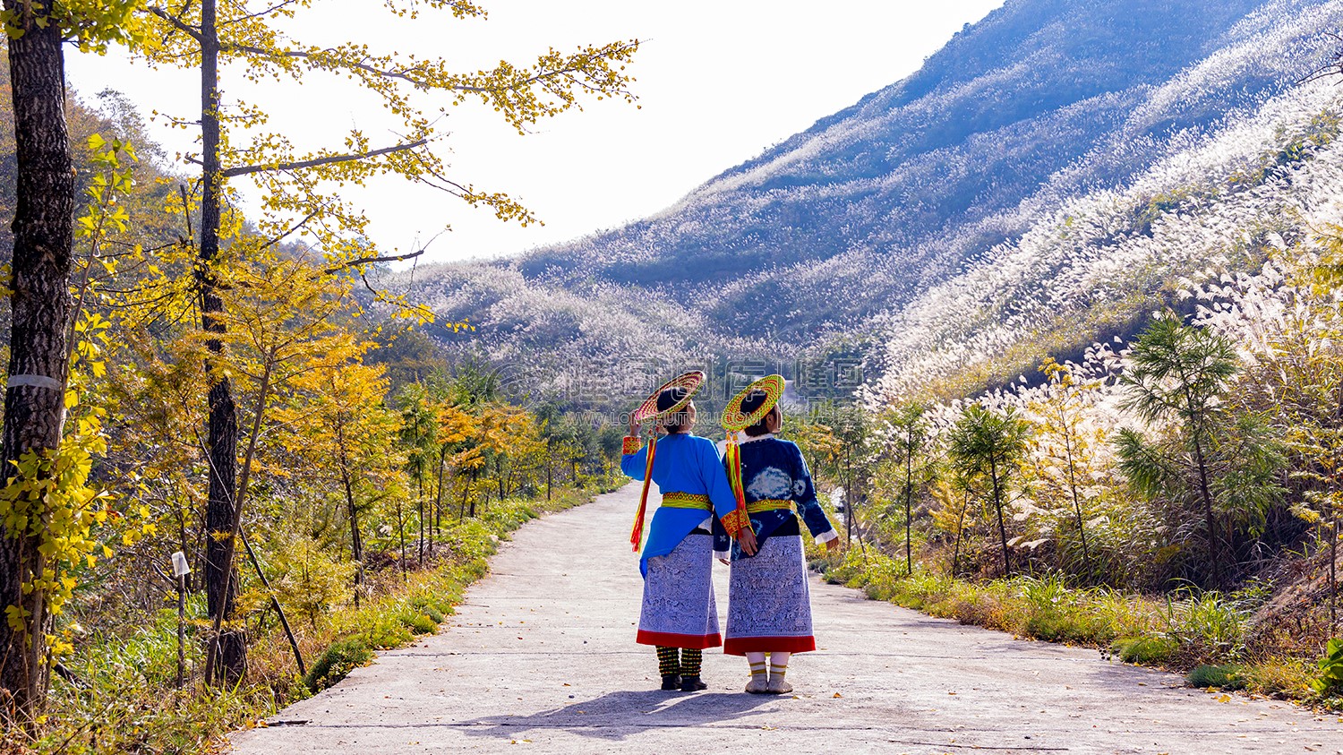 龙瑶幽谷山坡上，芦苇荡满山坡开着