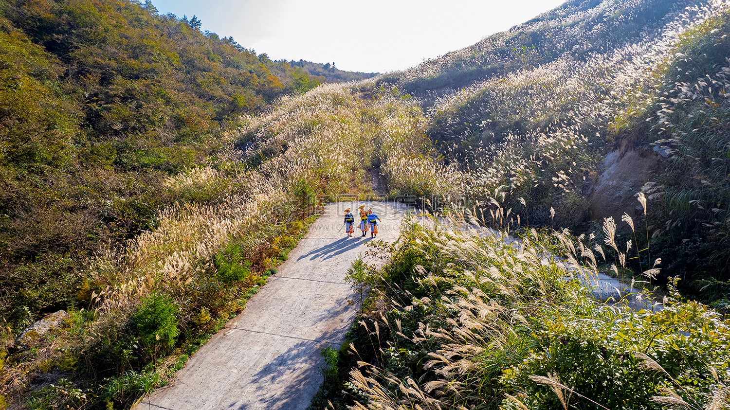 芦苇荡满山坡开着