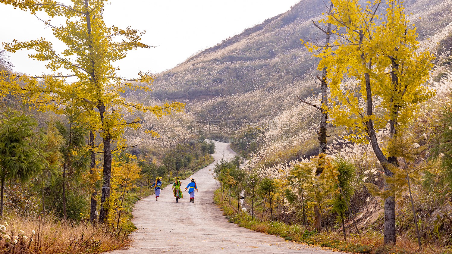 龙瑶幽谷芦苇担荡