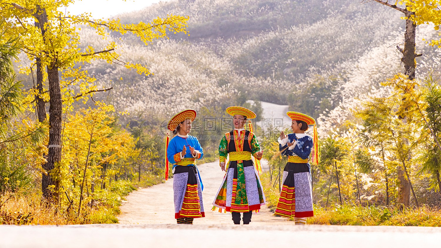 银杏树装扮了秋天