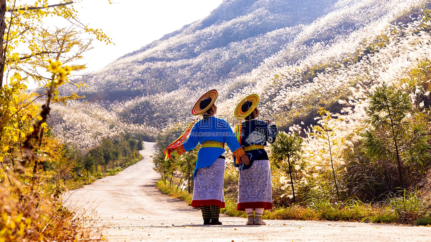山坡上的芦苇荡