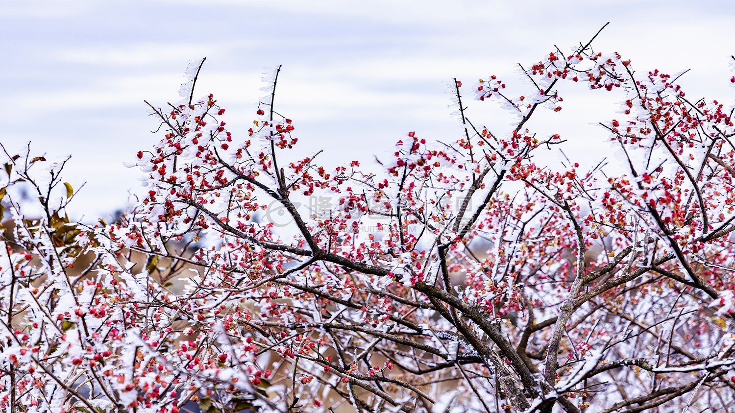 山上的红色卫矛